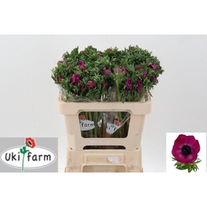 ANEM CO GALIL PURPER