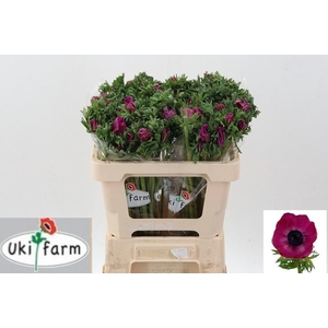 ANEM CO GALIL PURPER