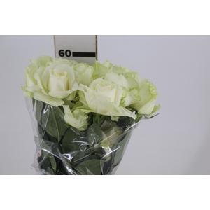 ROSA AVALANCHE 060 CM ESTUFA