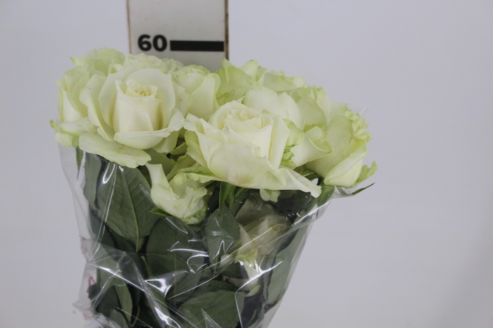 <h4>ROSA AVALANCHE 060 CM ESTUFA</h4>