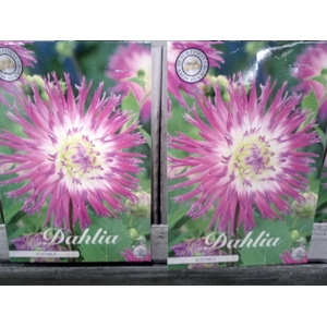 Dahlia   ...flowerbulbs