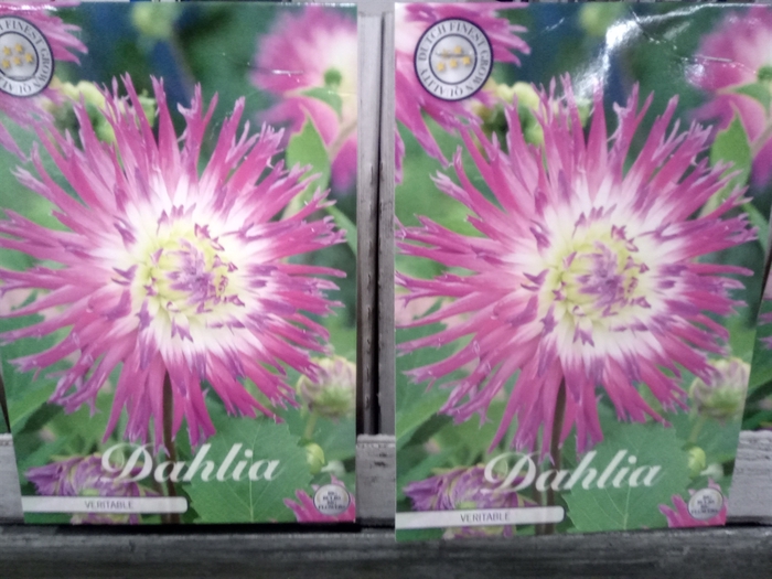 <h4>Dahlia   ...flowerbulbs</h4>