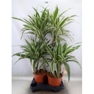 Dracaena fr de 'White Stripe'