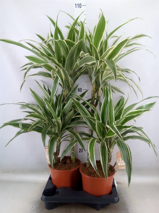 <h4>Dracaena fr de 'White Stripe'</h4>