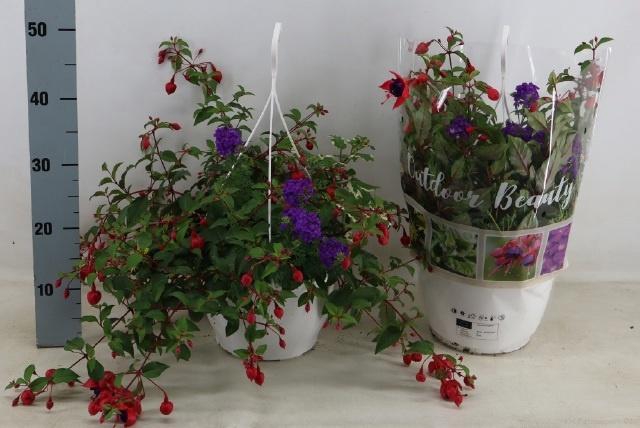 <h4>PERKPL TOEF 4 KL</h4>