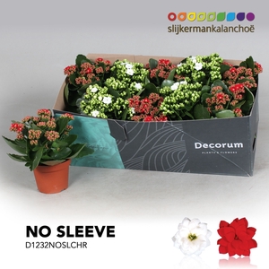 Kalanchoe No Sleeve - Christmas mix - kerst