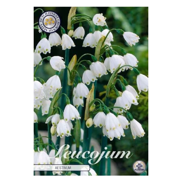 <h4>Leucojum Aestivum x10 10/12</h4>