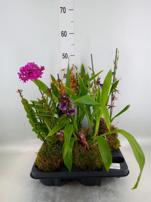 <h4>Orchideeen ...</h4>