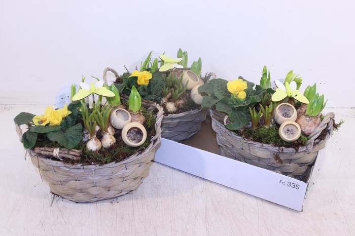 <h4>ARR TUINPLANTEN</h4>