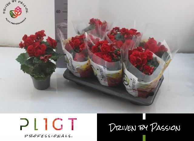 <h4>BEG DU BALADIN</h4>