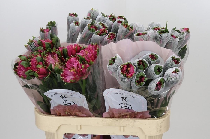 <h4>Alstroemeria Fashionista Sofiena</h4>