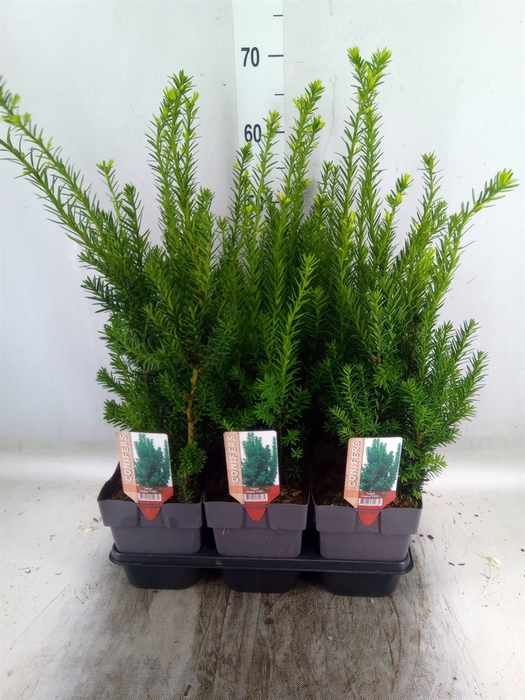 <h4>Taxus baccata   ...</h4>