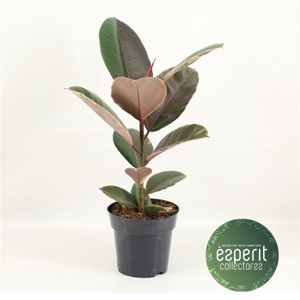 <h4>Ficus elastica Pink Camouflage®</h4>