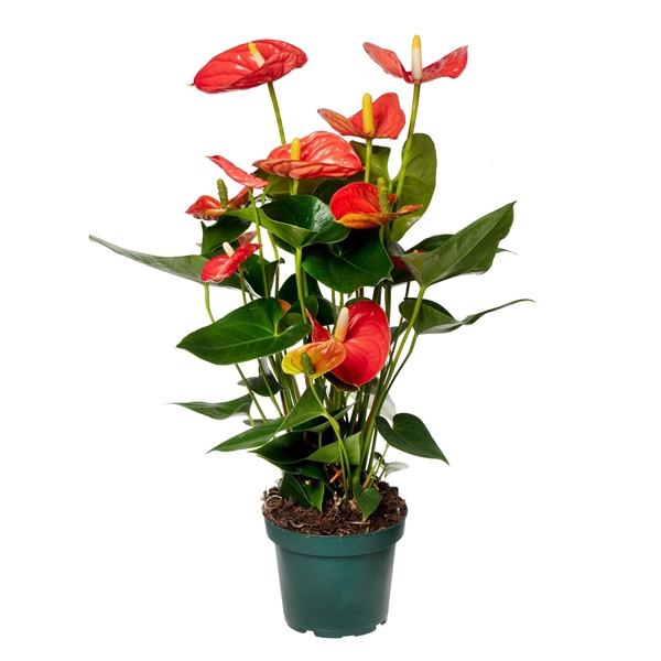 <h4>Anthurium Sierra Orange 14cm</h4>