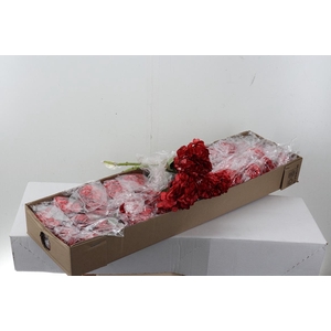 Hydr Cobre Box