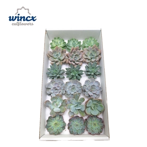 ECHEVERIA OV