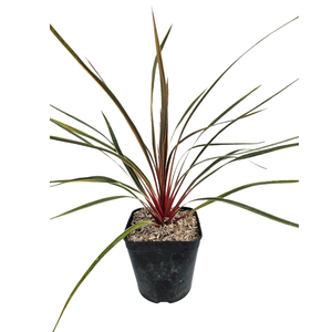 Cordyline overig gemengd