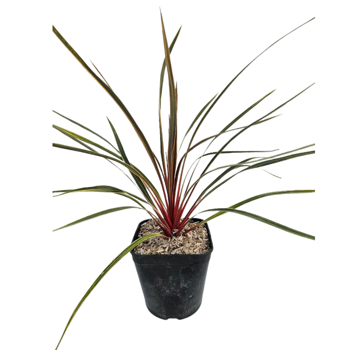 <h4>Cordyline overig gemengd</h4>