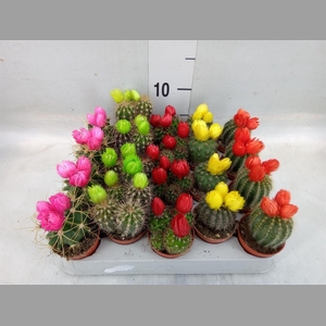 Cactus   ...decorated