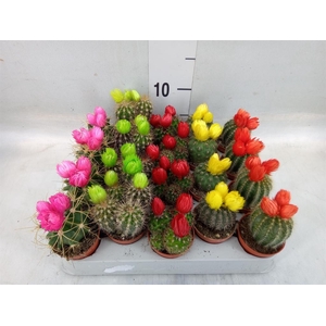 Cactus   ...decorated