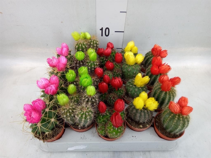<h4>Cactus   ...decorated</h4>