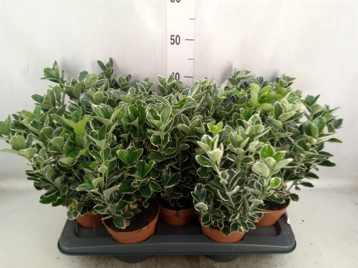 <h4>Euonymus fortunei 'Silver Queen'</h4>