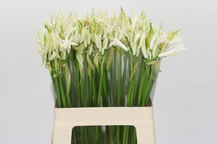 <h4>Nerine Like a Virgin</h4>