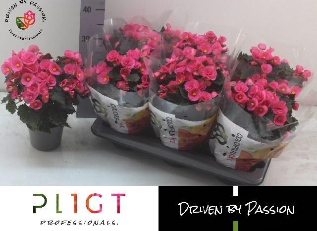 <h4>BEG HL ADONIA PINK</h4>