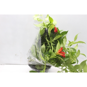 COLUMNEA MICROPHYLLA C21