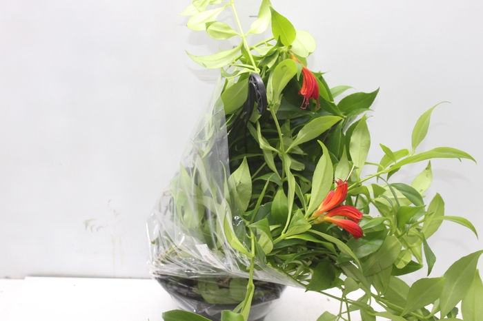 <h4>COLUMNEA MICROPHYLLA C21</h4>