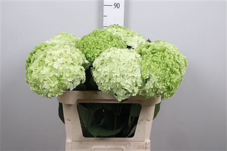 Hydr Cl M Roy Highne