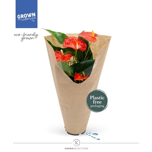 Anthurium - KARMA Orange | 12cm | ECO/KRAFT SLEEVE