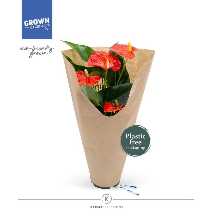 <h4>Anthurium - KARMA Orange | 12cm | ECO/KRAFT SLEEVE</h4>