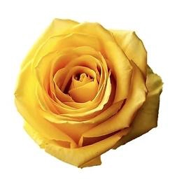 <h4>R GR BRIGHTON</h4>