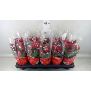 Euphorbia pulc. 'Christ Universe'