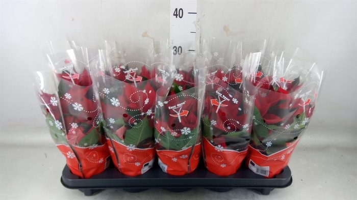 <h4>Euphorbia pulc. 'Christ Universe'</h4>