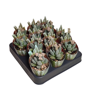 CRASSULA TECTA - POT Ø 6,5 SHAPED POTCOVER (SUCCULENTEN)