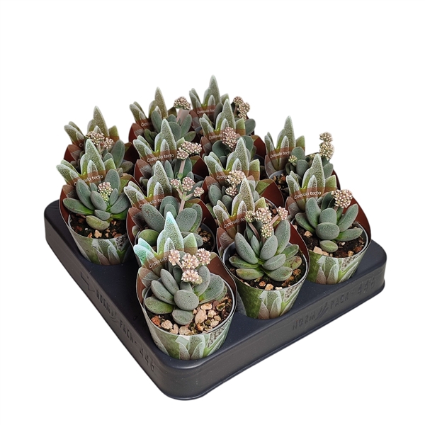 <h4>CRASSULA TECTA - POT Ø 6,5 SHAPED POTCOVER (SUCCULENTEN)</h4>