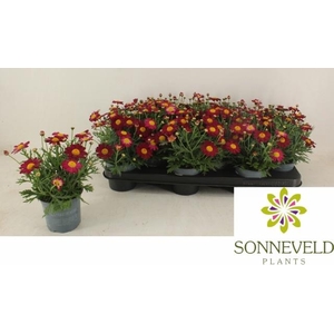 ARG LA RITA PURP RED