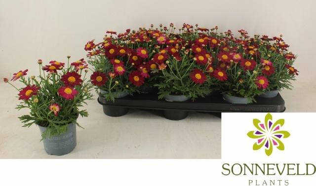 <h4>Arg La Rita Purp Red</h4>