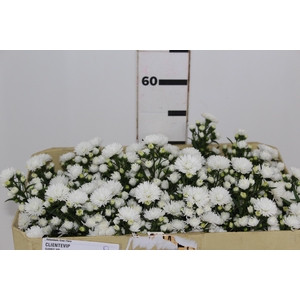 ASTER MARIANA 050 CM