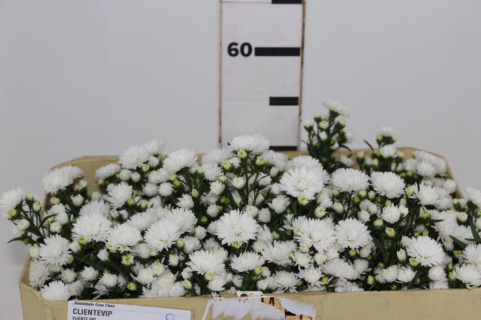 <h4>ASTER MARIANA 050 CM</h4>