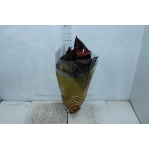 ANTHURIUM DELICATA P17