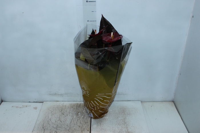 ANTHURIUM DELICATA P17