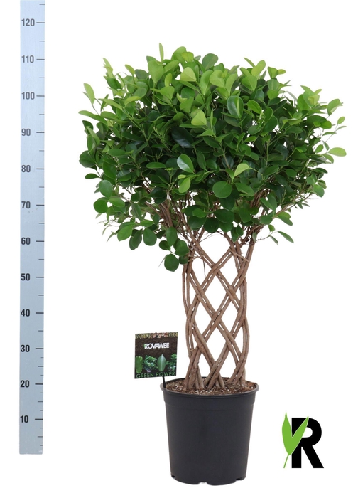 <h4>FIC MI MOCLAME</h4>