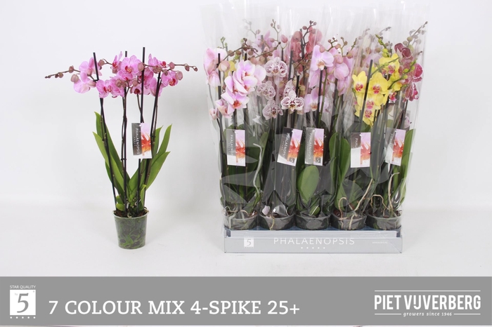 <h4>PHAL GEM 7 KL</h4>