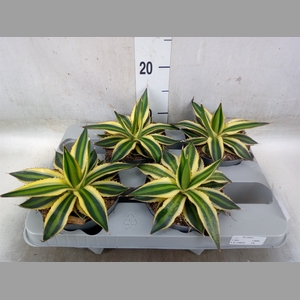 Agave lophantha 'Quadricolor'