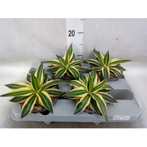 Agave lophantha 'Quadricolor'