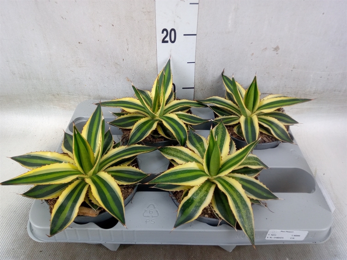 <h4>Agave lophantha 'Quadricolor'</h4>