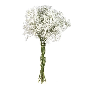 Gypsophila Xlence